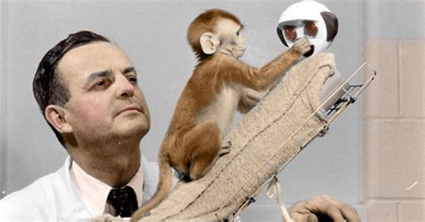 monkey test orohan money wanted soft robotic mom|The Science of Affection: How a Rebel Researcher Pioneered the .